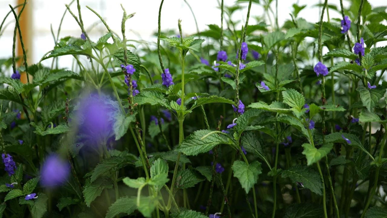 Get It Growing: Porterweed named a Louisiana Super Plant
